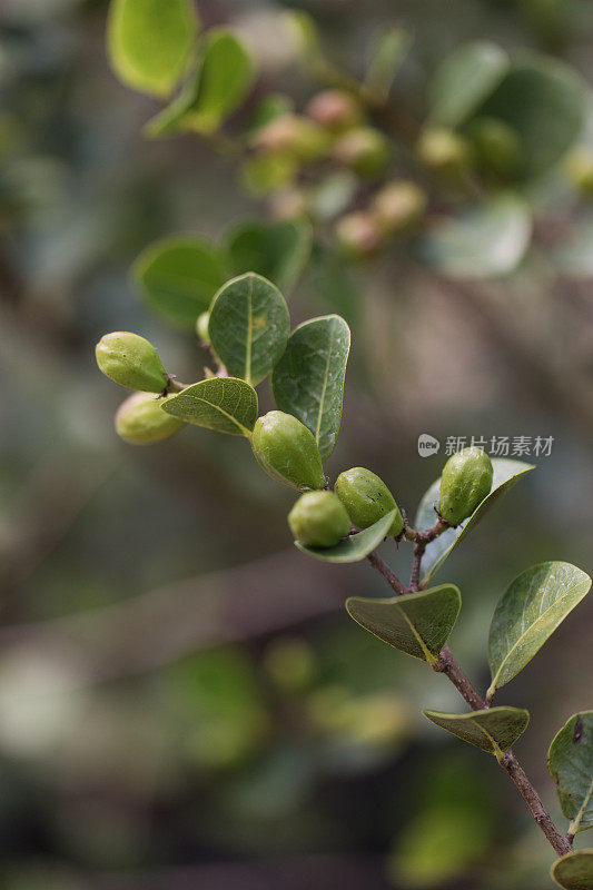 红梢椰子‘Chrysobalanus Icaco’植物